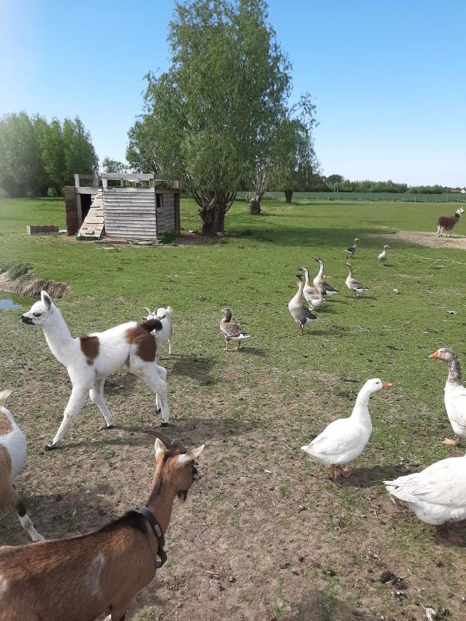 Gite Canard Fromelles Dış mekan fotoğraf