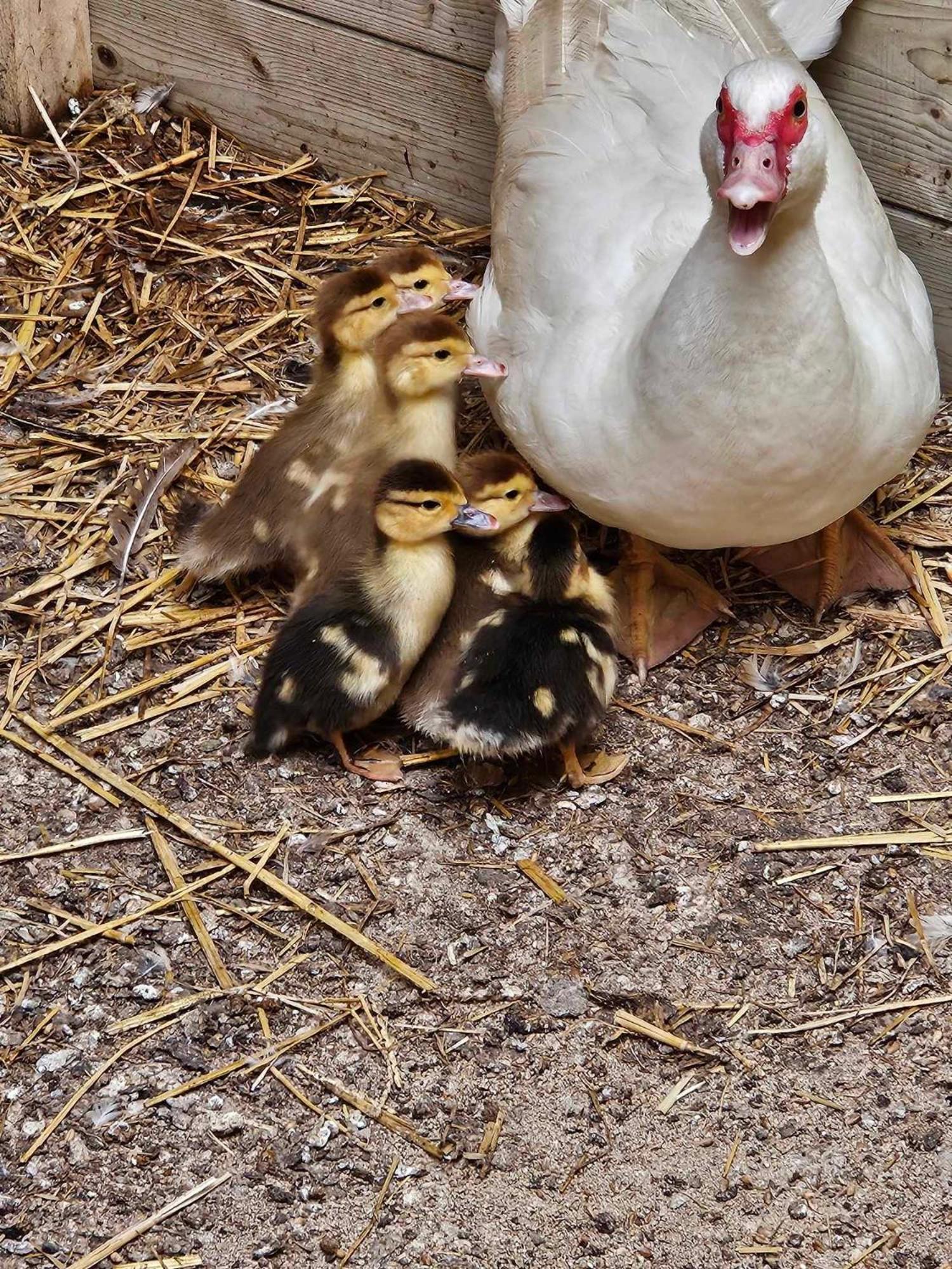Gite Canard Fromelles Dış mekan fotoğraf