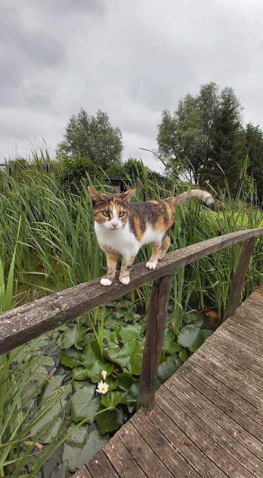 Gite Canard Fromelles Dış mekan fotoğraf